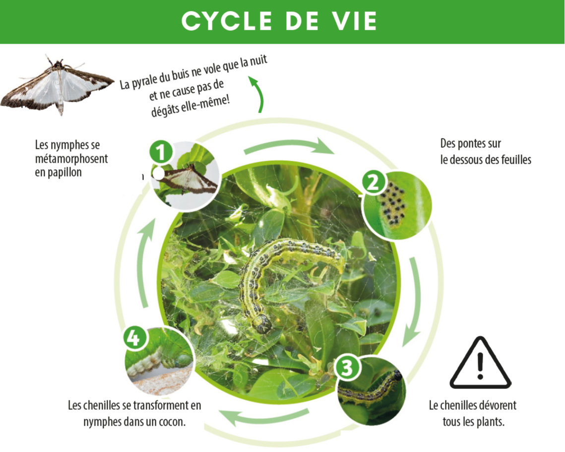 Traitement Chenilles pyrale du buis - 5 Millions Nématodes (SC